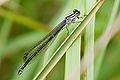 Coenagrion puella, ♀ immature