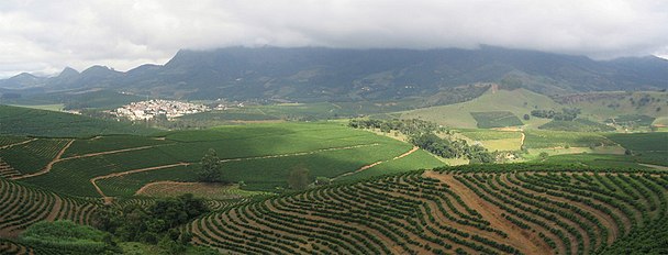 Coffee Plantation in São João do Manhuaçu City, Minas Gerais State, Brazil