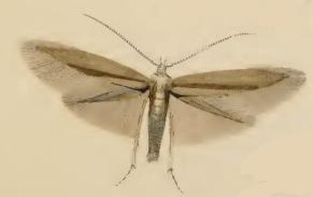 Coleophora siccifolia