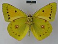 ♂ ventral side