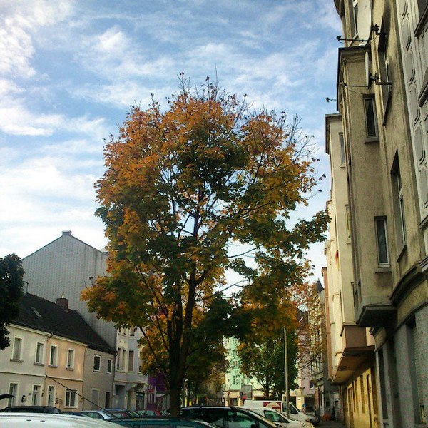 File:Colourful Nordstadt In Autumn (88184435).jpeg