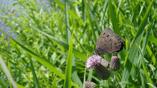 Common Wood Nymph (Cercyonis pegala)