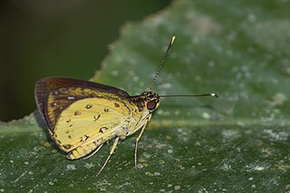 <i>Ceratrichia phocion</i> Species of butterfly
