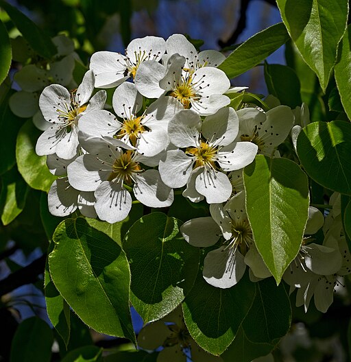 Common pear (Pyrus communis) blooming