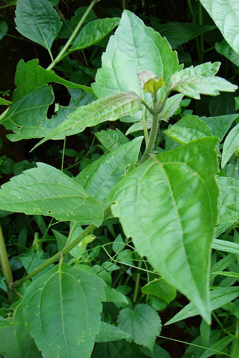 File:Crumpled olive green paper.jpg - Wikimedia Commons