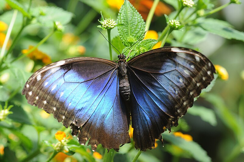 File:ComputerHotline - Morpho sp. (by).jpg