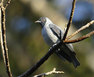 Black-faced cotinga Species of bird