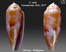 Conus viola