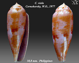 <i>Conus viola</i> Species of sea snail