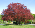 Full view of a protected copper beech from Cottbus.