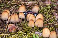 * Nomination Coprinellus Micaceus in the Forest of Leningrad Oblast --Florstein 09:27, 11 June 2022 (UTC) * Promotion  Support Good quality. --Tournasol7 09:46, 11 June 2022 (UTC)