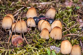 Coprinellus Micaceus LO (img1).jpg