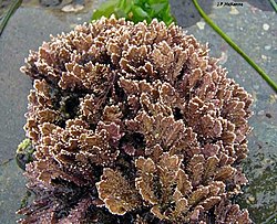 Florideae: a alga vermelha Corallina pinnatifolia.