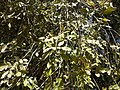 Coyotomate leaves SanNicolas Puebla 2017.jpg