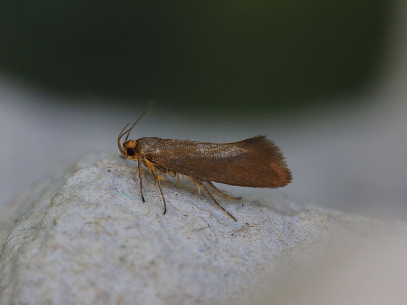 File:Crassa unitella (18769030173).jpg