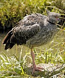 aves De Argentina