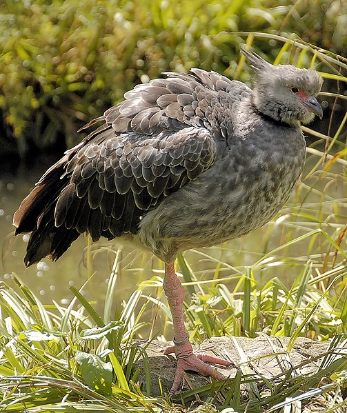 File:Crested screamer arp.jpg