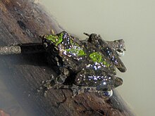 Cricket Frog, Acris crepitans - Flickr - GregTheBusker (1) .jpg