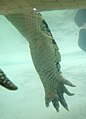Crocodile marin Thoiry 19803.jpg