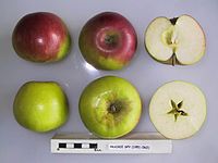 Cross section of Prairie Spy, National Fruit Collection (acc. 1951-062) .jpg