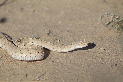 sonoran desert plants and animals