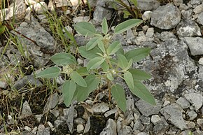 Beskrivelse av bildet Croton capitatus.jpg.