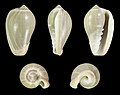 * Nomination Shell of a Broad Marginella, Cryptospira ventricosa --Llez 06:14, 18 January 2020 (UTC) * Promotion Good quality.--Famberhorst 06:56, 18 January 2020 (UTC)  Support Good quality. --Shizhao 08:41, 19 January 2020 (UTC)