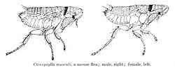 Thumbnail for Leptopsyllidae