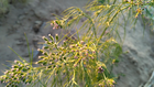 Cumin plant, Rajasthan (1).png