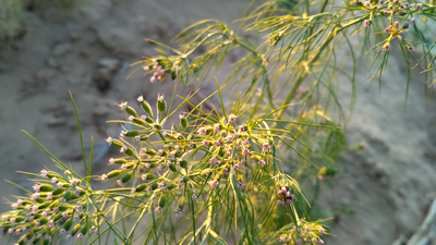 Cumin plant ,Rajasthan