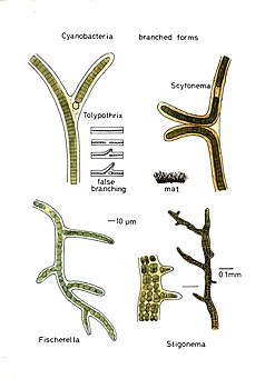 Cyanobacteriabranchedforms026.jpg