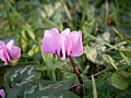 Cyclamen coum flowers