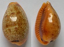 Cypraea bregeriana.jpg