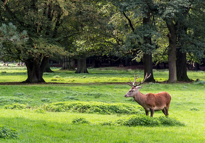 File:Dülmen, Wildpark -- 2011 -- 2185.jpg