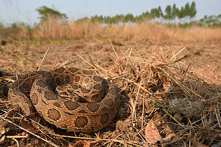 ไฟล์:Daboia-siamensis-siamese-russells-viper-in-habitat.jpg