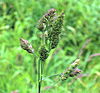 Dactylis glomerata seedhead.jpg