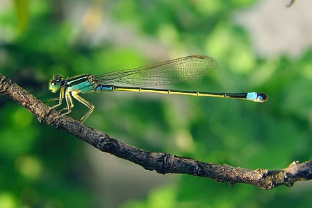 ♂ Ischnura senegalensis (Common Bluetail)