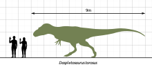 D. torosus (образец AMNH 5438) в сравнении с человеком.