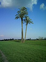 Date palms, Egypt - 20050102.jpg
