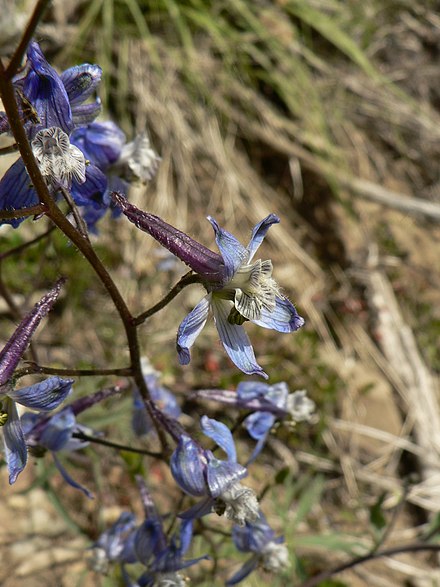 The inflorescence of Delphinium nuttallianum. Each flower is held on a pedicel from one to several centimeters long.