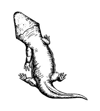 <i>Deltasaurus</i> Extinct genus of amphibians