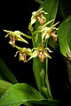 Dendrobium macrophyllum var. ternatense