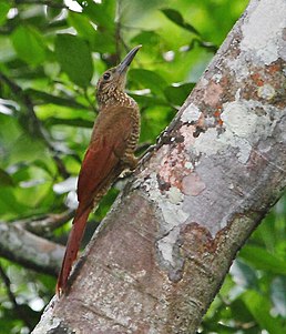 Дереволаз строкатощокий (Dendrocolaptes picumnus)