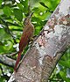 Dendrocolaptes picumnus picumnus - Black-banded Woodcreeper; Manaus, Amazonas, Brazil.jpg