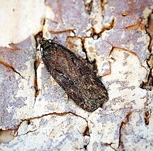 Depressaria sordidatella - 2nd Hertfordshire County record (28466498675).jpg