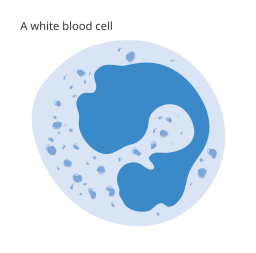 Diagram of a white blood cell CRUK 028