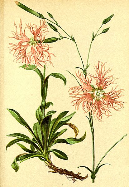 File:Dianthus superbus Atlas Alpenflora.jpg