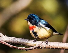 Fire-breasted flowerpecker (Dicaeum ignipectus)