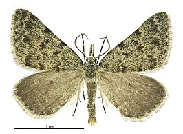 Dichromodes sphaeriata