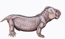 Dicynodon trigoniceps 1 DB.jpg